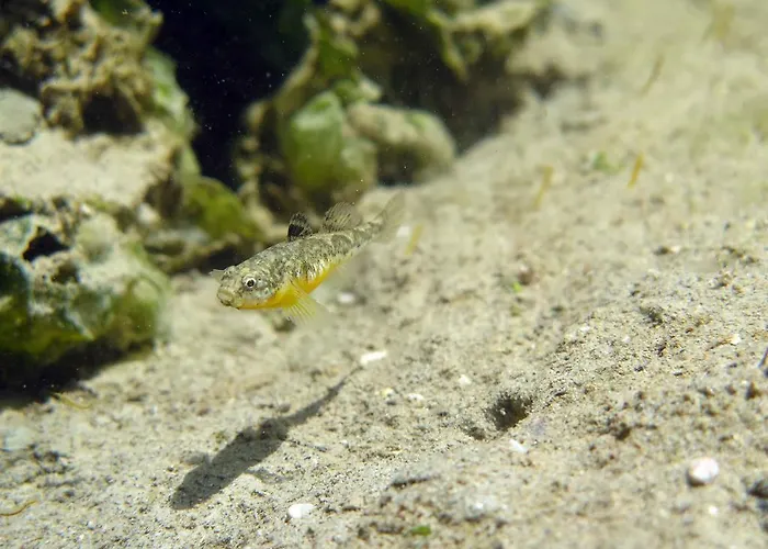 Appartamento Tenuta Lio Maggiore *