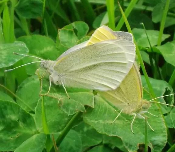 Tenuta Lio Maggiore Appartamento Lido di Jesolo