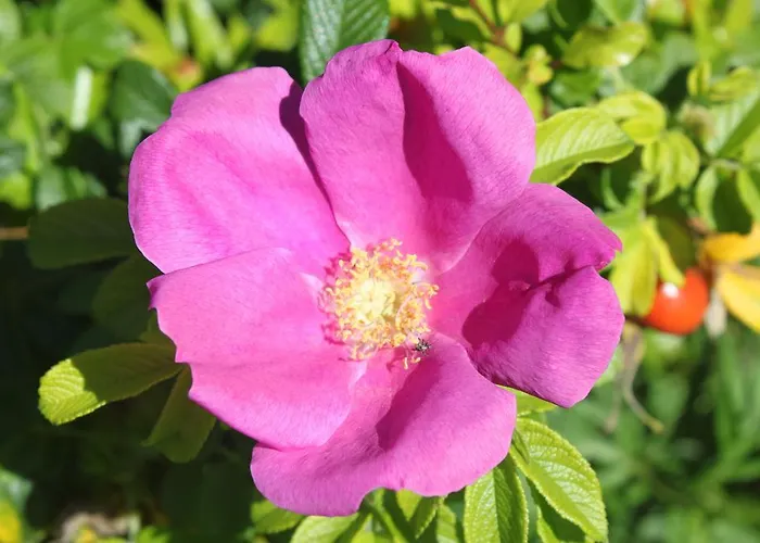 Appartamento Tenuta Lio Maggiore Lido di Jesolo