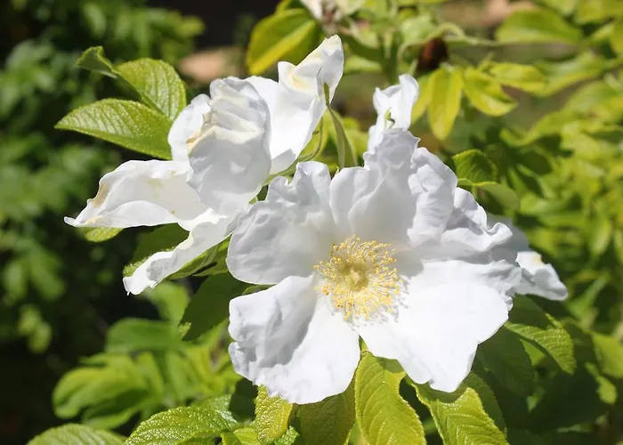 Tenuta Lio Maggiore Lido di Jesolo