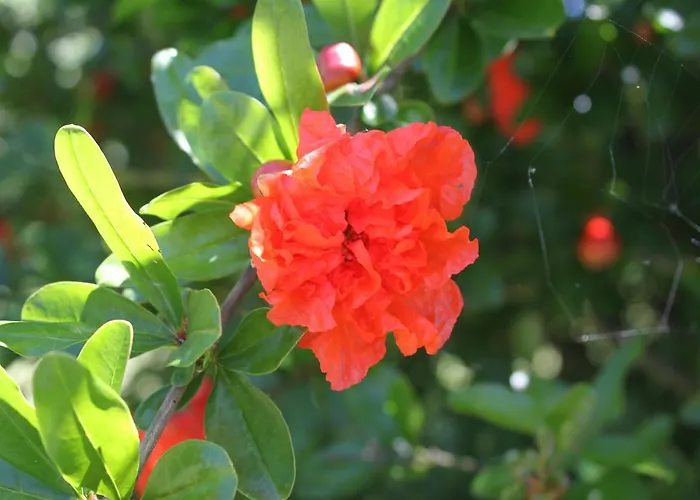 Appartamento Tenuta Lio Maggiore